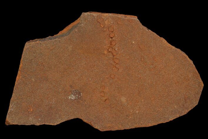 Horodyskia Fossil Slab - Oldest Known Multicellular Life #129222